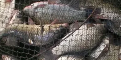 У Дніпрі затримали ймовірного рибалку-браконьєра