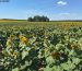 Учасники злочинного угруповання на чолі із депутатом територіальної громади привласнили землю на Київщині вартістю понад 21 млн грн