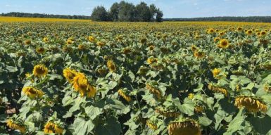 Учасники злочинного угруповання на чолі із депутатом територіальної громади привласнили землю на Київщині вартістю понад 21 млн грн