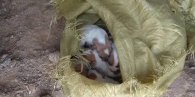 Днепрянка спасла от смерти семерых новорожденных щенков