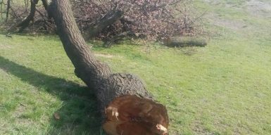 В Днепре на глазах у детей срубили цветущее дерево: фото