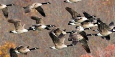 В Херсонской области стая диких гусей “сбила” самолет оккупантов