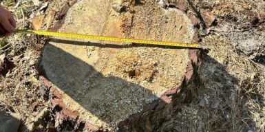 Екскерівник Рава-Руського лісництва допустив незаконну вирубку дерев на майже 10 млн грн