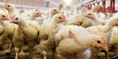 Разводить птиц станет выгоднее, чем продавать руду: в Раде приняли скандальный законопроект