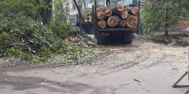 На левом берегу Днепра началась капитальная вырубка деревьев: фото