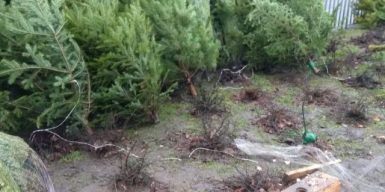 Днепровский активист объявил войну «незаконным» елкам