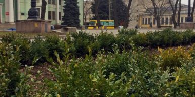 В центре Днепра появились уникальные цветущие кусты: фото
