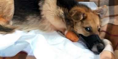 «Он будет ходить»: в Днепре волонтеры ставят на лапы пса, которому отрубили ноги (видео)