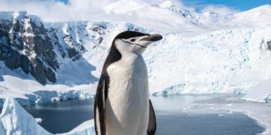 Україна вперше очолила комісію зі збереження морських живих ресурсів Антарктики
