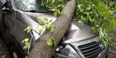 Что делать, если в Днепре на машину упало дерево