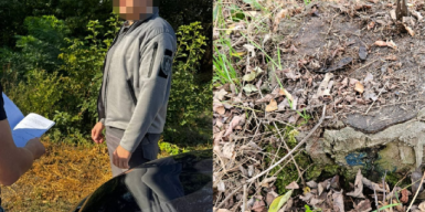 На Дніпропетровщині судитимуть колишнього керівника лісгоспу, через якого знищили дерев на майже 7 млн грн