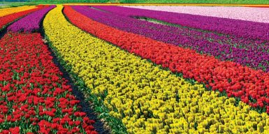 За счет цветов из Голландии Днепр очистят от наркотиков