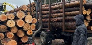 Посадовець лісництва на Київщині за хабар продавав високоякісну деревину за заниженими цінами