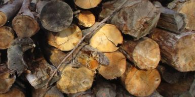 На Буковині викрили схему контрабанди забороненої деревини до ЄС