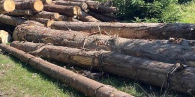 200 гектарів знищеного лісу: перед судом постануть посадовці, які організували вирубку в нацпарку “Гуцульщина”