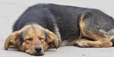 В Днепре отлавливают собак и отправляют на смерть в Харьков