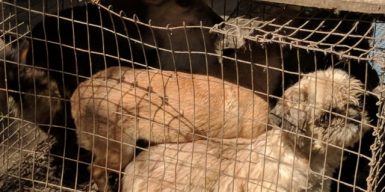 В Днепре бабушка-одуванчик мучила 34 собаки: фото, видео