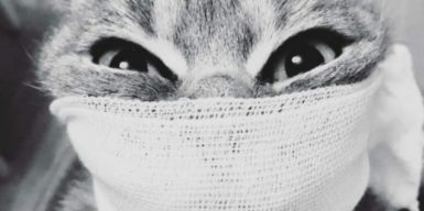 Коронавирус в Украине: топ-10 кошачьих мемов