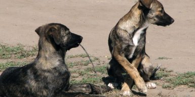 Дело живодеров в Днепре: на Интерпайп НТЗ отрицают убийства собак
