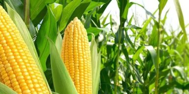 Заступника директора філії ДП “Укрліктрави” судитимуть за розтрату 1,2 млн грн на поставках насіння кукурудзи