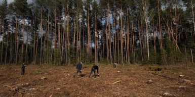 Масштабна вирубка лісу на 15 млн грн: на Волині викрили угруповання зі службовими особами лісової охорони ДП “Ліси України”
