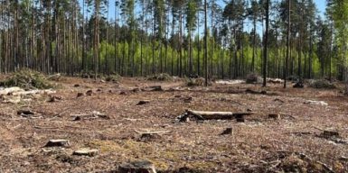 Колишні посадовці ДП “Грозинське» незаконно вирубали 8 га лісу, завдавши 14,6 млн грн збитків