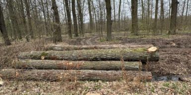 Незаконна рубка дубів на 1,6 млн грн: на Закарпатті повідомили про нову підозру експосадовцю лісової галузі