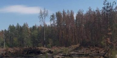 103 млн грн збитків та “фантомні” лісорубні квитки: на Львівщині викрили масштабну схему знищення лісу