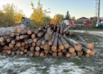 На Прикарпатті посадовці лісгоспу продавали необліковану деревину за півціни