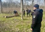 Працівники Гайсинського надлісництва завдали шкоди довкіллю на понад 5,5 млн грн та отримали 3,1 млн грн хабарів