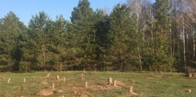 Вирубка столітніх дубів: посадовця “Лісів України” судитимуть на Київщині за збитки у понад 1,1 млн грн