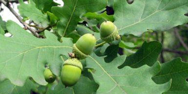 Трьох інженерів філії ДП “Ліси України” на Житомирщині судитимуть за спробу крадіжки дубів на 6,8 млн грн