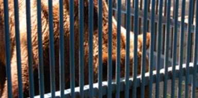 Медведицу из Днепра ожидает переезд: подробности
