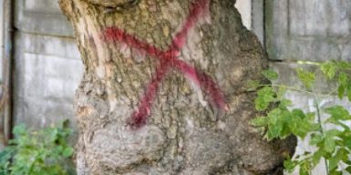 Полиция расследует хищение денег на обрезке деревьев в днепровских школах
