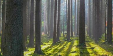 Керівництво лісового господарства вкрало 15 мільйонів у держави