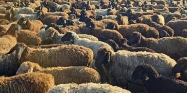 Оформлювали дотації на фейкових кіз: керівницю ветлікарні викрили на розкраданні мільйонів для фермерів