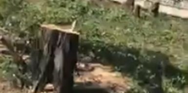 На Тополе вырубили десятки акаций, которые защищали дома от выхлопных газов: видео