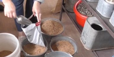 Посадовці Держрезерву розкрадали пшеницю: завдали збитків на 73 млн грн