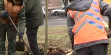 На проспекте в Днепре высади аллею молодых кленов: видео