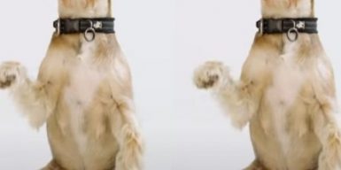 Jingle гав: для собак придумали рождественскую песню (видео)