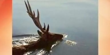 Под Днепром плавал одинокий олень из Красной книги: видео