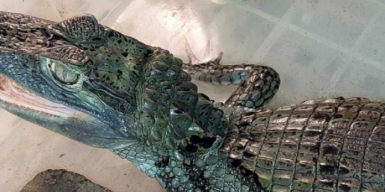 В Днепре продают маленького крокодила: фото