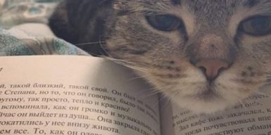 Депутат от «Слуги Народа» задекларировала бесценную кошку