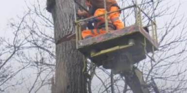 Дніпровські комунальники позбавляються сухих гілок та аварійних дерев