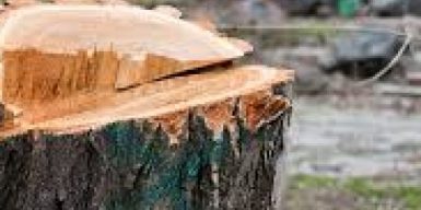 Горсовет Днепра потратит на содержание и ремонт деревьев 95 миллионов