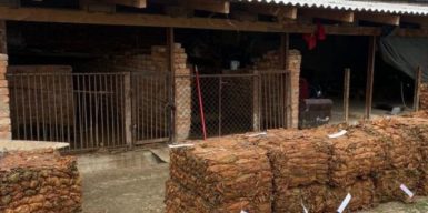Вирощували тютюн для підпільних фабрик: на Закарпатті судитимуть депутата та його спільників
