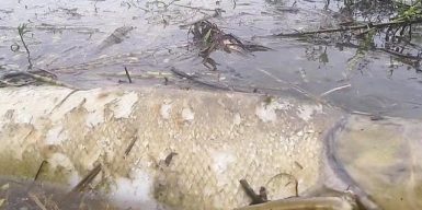 Неизвестные загрязняют воду на Днепропетровщине, пока областные чиновники молчат
