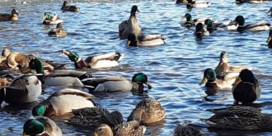 В Днепре объяснили, почему в озере парка Глобы плавают мертвые утки: видео