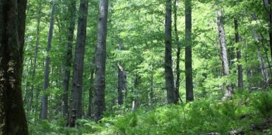 Ексначальницю відділення Ужанського нацпарку судитимуть за незаконну вирубку лісфонду