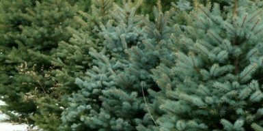Где будут в Днепре будут продавать елки к Новому году: адреса